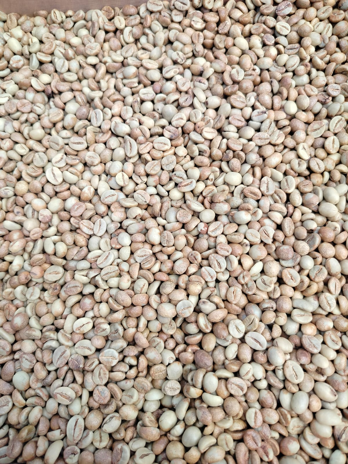 produk greenbean